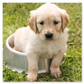Happy dog at a pub table with water bowl
